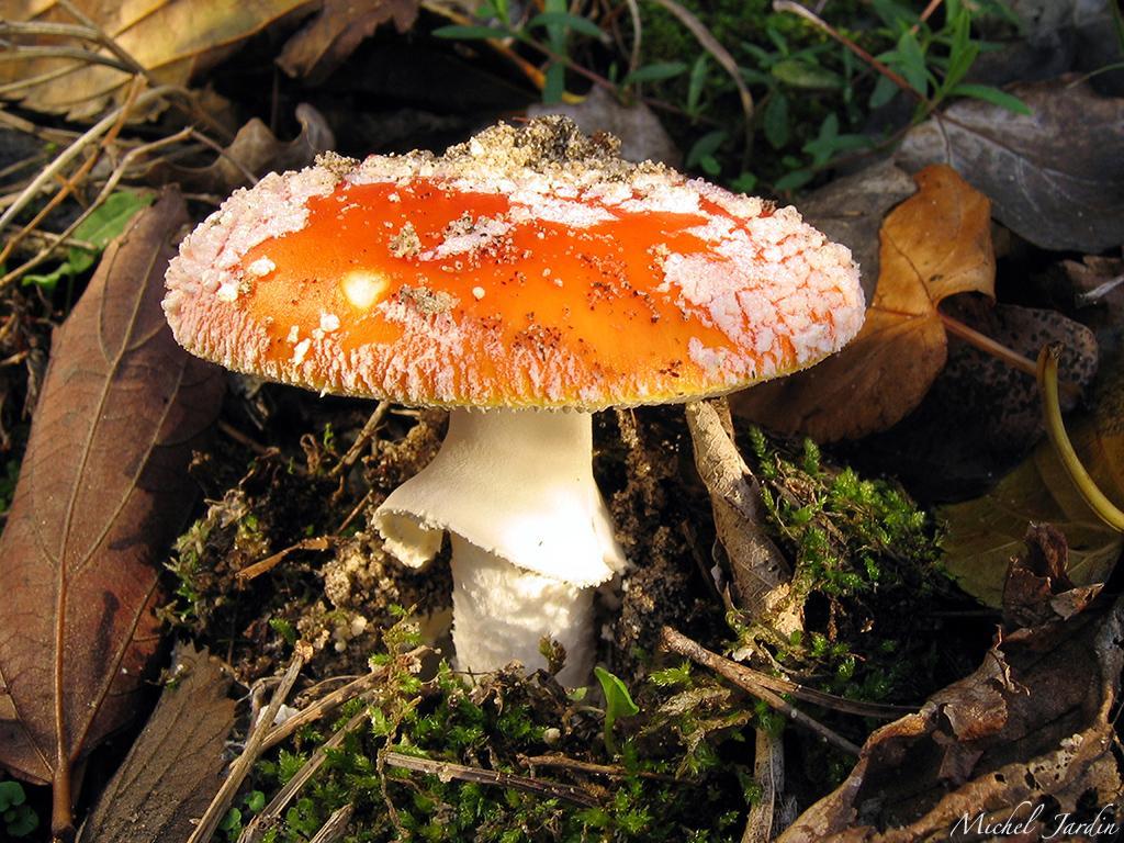 découvrez l'amanite tue-mouches à travers sa culture et son utilisation dans l'art, alliant mystère naturel et esthétique fascinante.