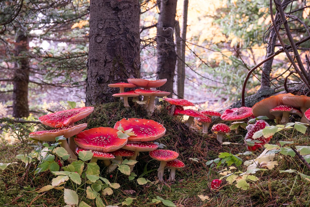 odkryj fascynujące ciekawostki o muchomorze czerwonym (amanita muscaria) – poznaj jego historię, właściwości oraz rolę w kulturze i przyrodzie.