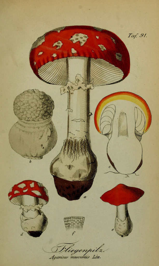 poznaj fascynujące ciekawostki o muchomorze czerwonym (fly agaric) – jego niezwykły wygląd, właściwości, historia oraz znaczenie w kulturze i przyrodzie.