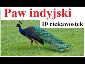 odkryj fascynujące ciekawostki o muchomorze czerwonym (amanita muscaria) – jego historię, właściwości, znaczenie w kulturze i naturze oraz niezwykłe fakty, które cię zaskoczą!