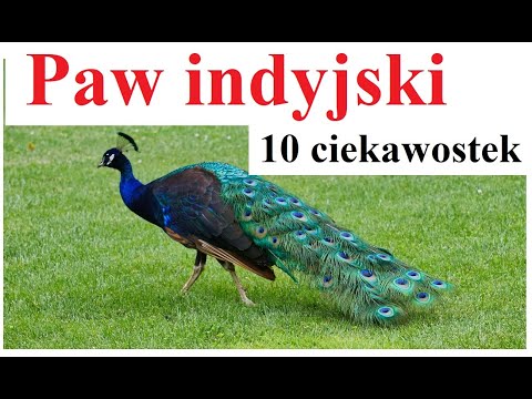 odkryj fascynujące ciekawostki o muchomorze czerwonym (amanita muscaria) – jego historię, właściwości, znaczenie w kulturze i naturze oraz niezwykłe fakty, które cię zaskoczą!