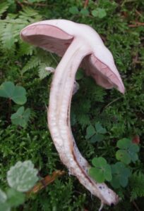 odkryj właściwości i zastosowanie muchomora czerwonego (flyagaric) oraz grzybni leśnej. dowiedz się, jak rozpoznać te grzyby, jakie mają znaczenie w ekosystemie oraz jak bezpiecznie z nich korzystać.