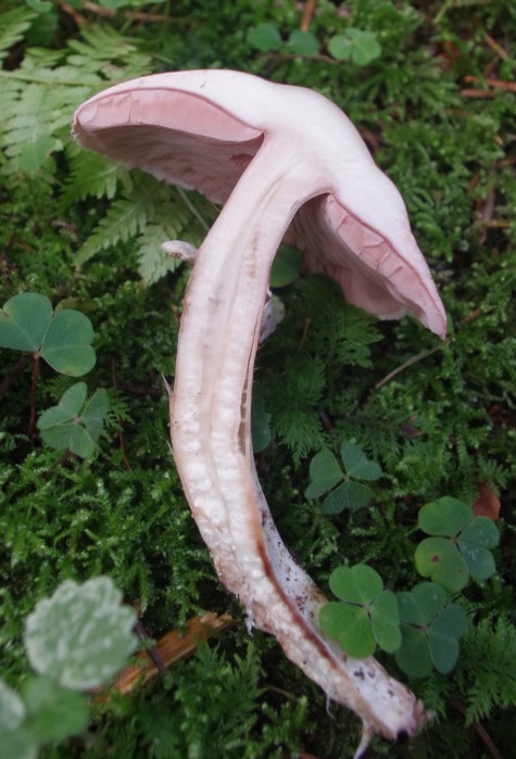 Jak flyagaric wpływa na rozwój grzybni w ekosystemach leśnych?