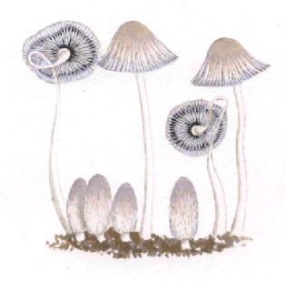 odkryj prawdę i legendy związane z muchomorem czerwonym (fly agaric). poznaj fakty, mity, historię i znaczenie tej niezwykłej grzyby w kulturze oraz tradycji.