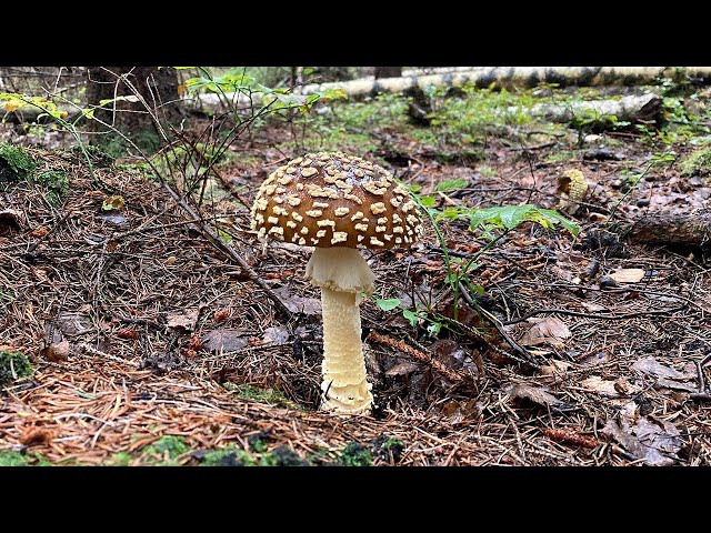 dowiedz się, czy muchomor czerwony (fly agaric) może być stosowany w kuchni, jakie są jego właściwości oraz jakie ryzyko i kontrowersje wiążą się z jego spożyciem.
