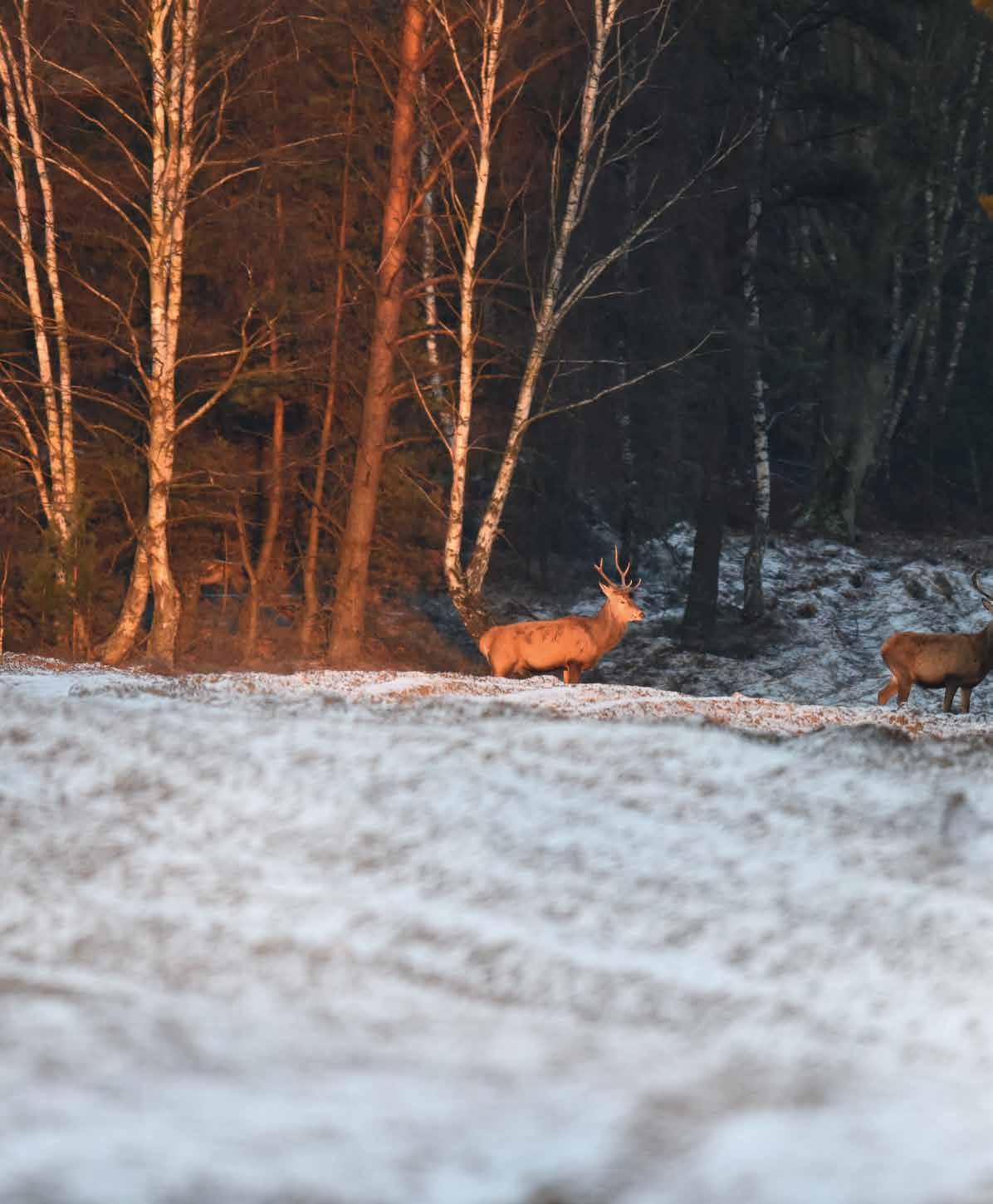odkryj fascynujący świat muchomora czerwonego (fly agaric) w polskich lasach – poznaj jego cechy, występowanie, właściwości oraz wskazówki bezpieczeństwa podczas spotkań z tym charakterystycznym grzybem.