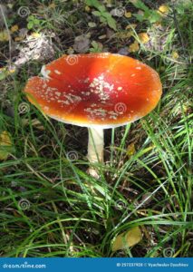 poznaj fascynujący świat muchomora czerwonego (flyagaric) występującego w polskich lasach. dowiedz się, gdzie go znaleźć, jak go rozpoznać i jakie znaczenie ma w kulturze oraz przyrodzie.