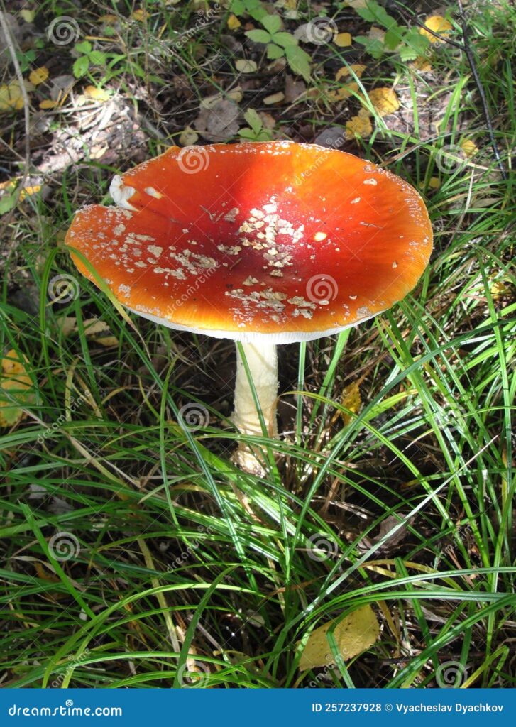poznaj fascynujący świat muchomora czerwonego (flyagaric) występującego w polskich lasach. dowiedz się, gdzie go znaleźć, jak go rozpoznać i jakie znaczenie ma w kulturze oraz przyrodzie.