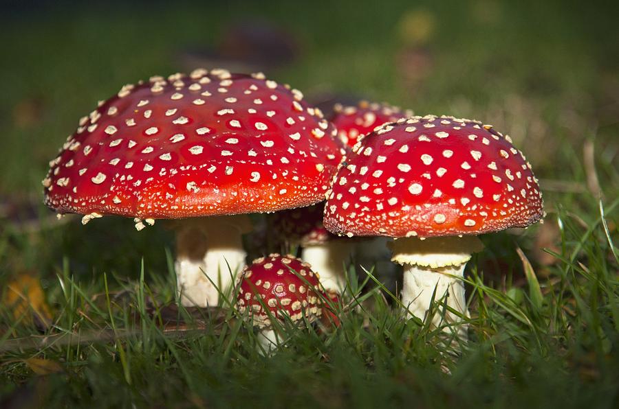 odkryj fascynujące legendy, wierzenia i symbolikę muchomora w mitologii. dowiedz się, jak muchomor był postrzegany w dawnych kulturach i jakie znaczenie mu przypisywano.