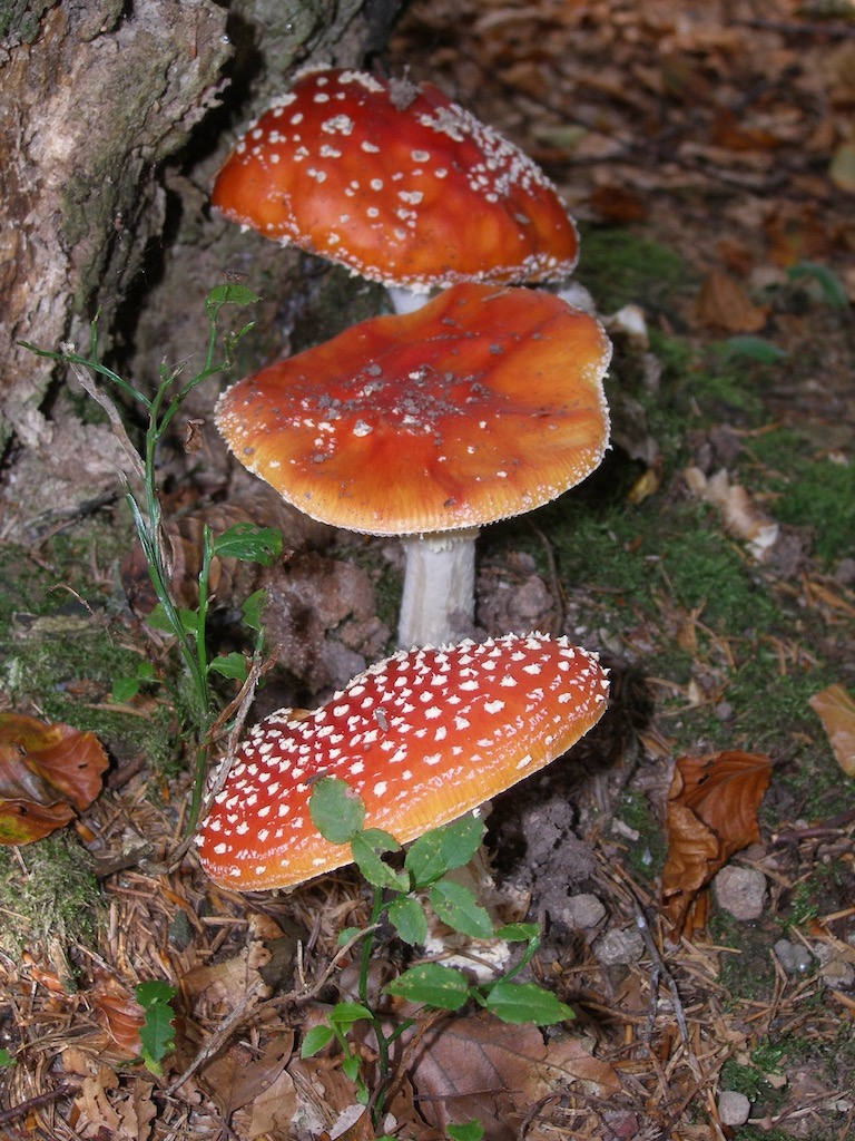 poznaj najpopularniejsze mity o muchomorze czerwonym (amanita muscaria) – odkryj fakty, rozpraw się z legendami i dowiedz się, co jest prawdą, a co fikcją na temat tego niezwykłego grzyba.