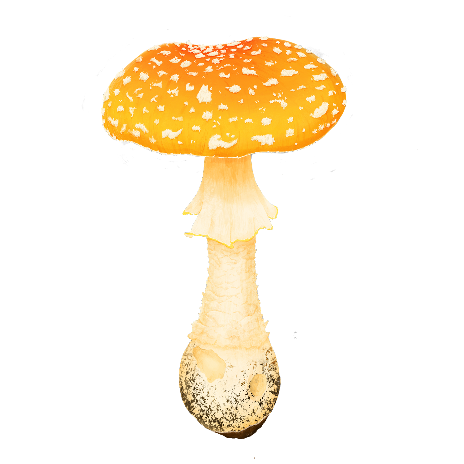 poznaj najpopularniejsze mity o muchomorze czerwonym (fly agaric)! odkryj prawdę na temat jego właściwości, użycia i wpływu na zdrowie. sprawdź, co jest faktem, a co tylko legendą.