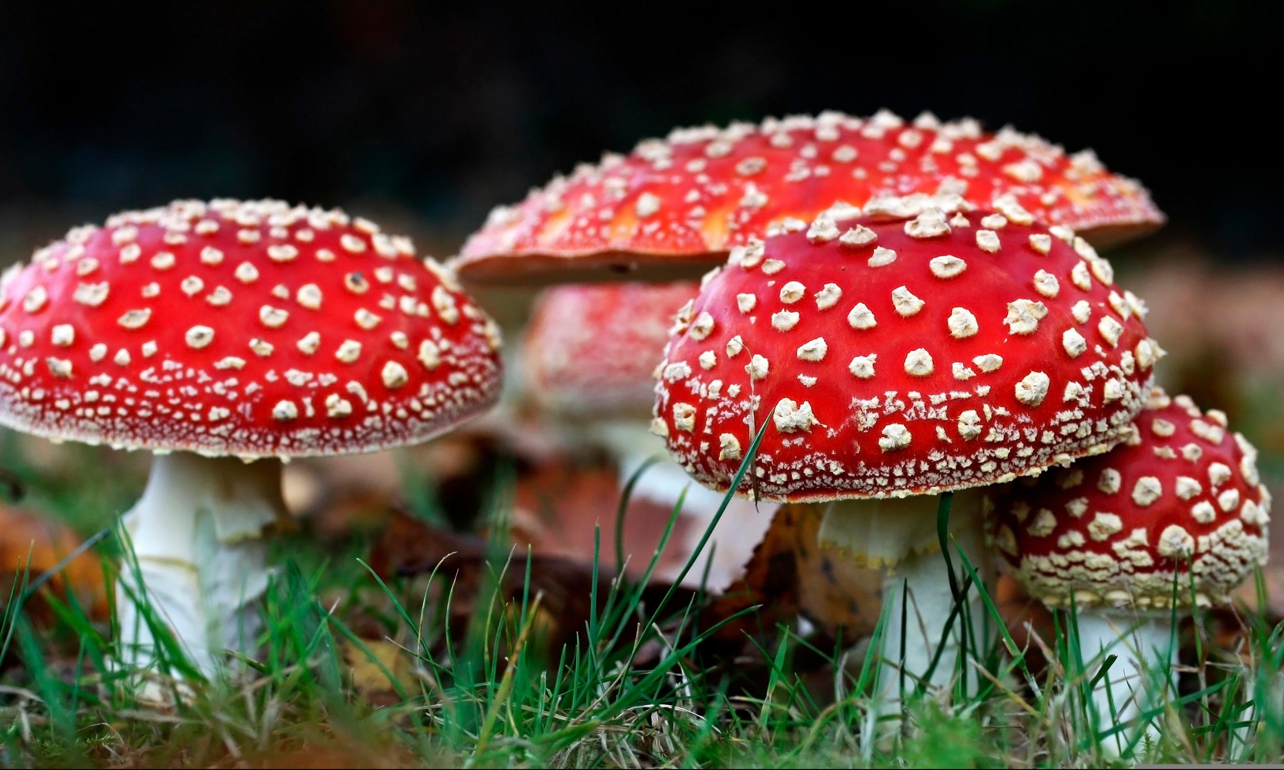 dowiedz się, jak muchomor czerwony (amanita muscaria) wpływa na ekosystem lasu. poznaj jego rolę w przyrodzie, relacje z innymi organizmami i ciekawostki na temat tego wyjątkowego grzyba.