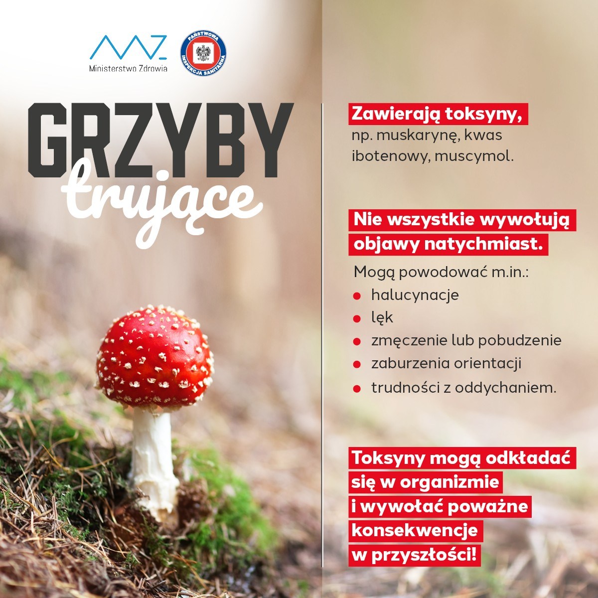 dowiedz się, jak muchomor czerwony wpływa na ekosystem. poznaj jego rolę w przyrodzie, relacje z innymi gatunkami i ciekawostki ekologiczne. sprawdź, dlaczego muchomor czerwony jest ważny dla lasów.