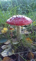 découvrez la saison du muchomor rouge : période de croissance, caractéristiques et précautions à prendre face à ce champignon toxique.