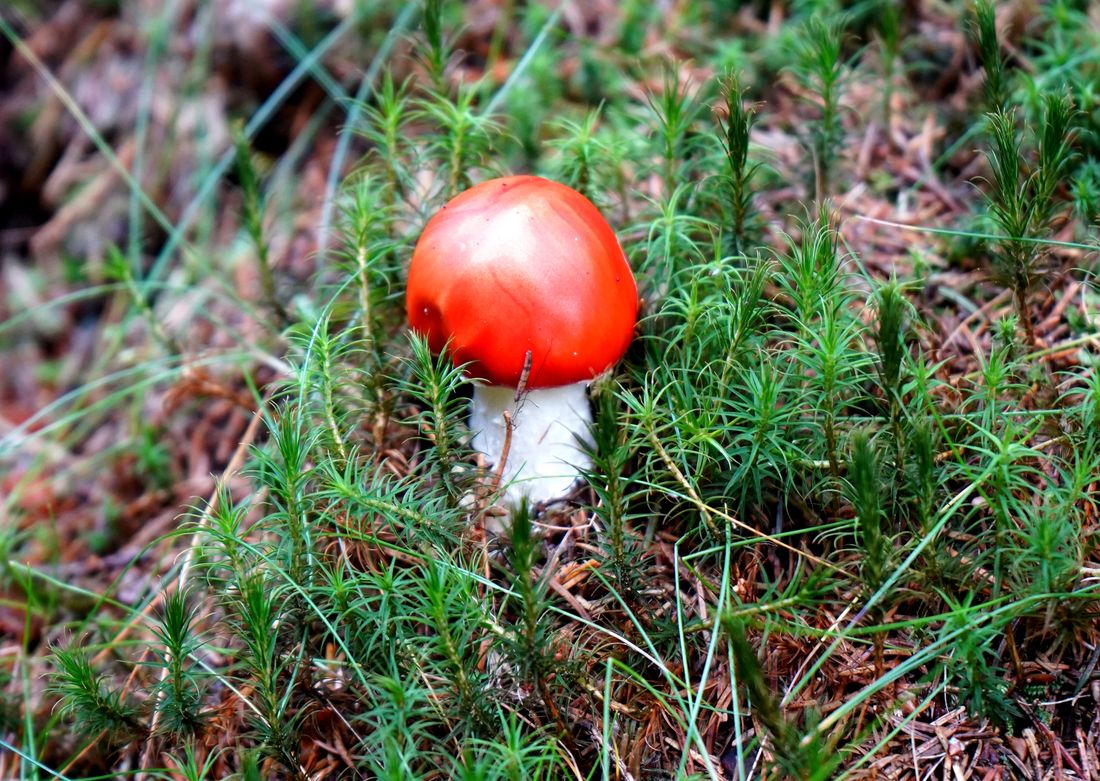 odkryj znaczenie muchomora czerwonego w polskich wierzeniach ludowych. dowiedz się, jakie symboliczne i magiczne właściwości przypisywano temu grzybowi w tradycji oraz folklorze.