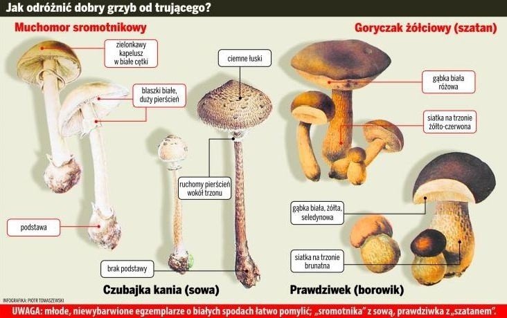 odkryj inspirujące dzieła sztuki współczesnej z motywem muchomora. poznaj artystów, trendy oraz fascynujące interpretacje tego niezwykłego tematu w polskiej sztuce współczesnej.