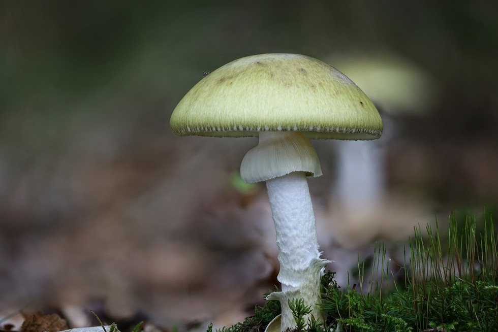 poznaj potencjał muchomora (amanita muscaria) w nowoczesnej terapii. sprawdź najnowsze badania, korzyści i zalecenia dotyczące bezpiecznego stosowania muchomora w celach leczniczych.