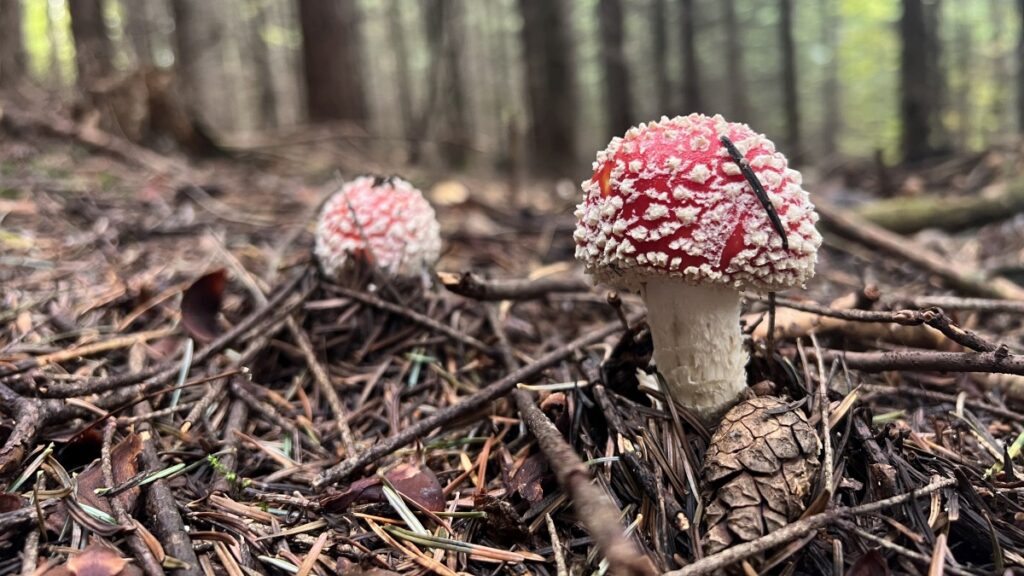 poznaj naturalne środowisko muchomora, dowiedz się, gdzie najczęściej rośnie ten grzyb, jakie warunki sprzyjają jego rozwojowi oraz jakie znaczenie ma dla ekosystemu leśnego.