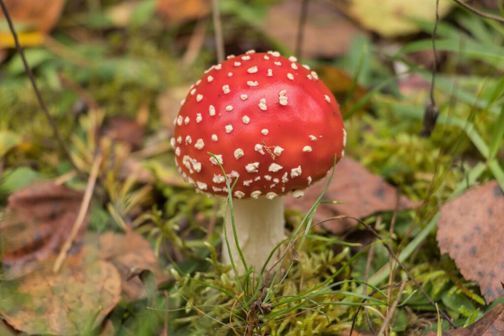 dowiedz się, jakie są objawy, skutki i metody leczenia zatrucia muchomorem czerwonym (amanita muscaria). sprawdź, jak rozpoznać zatrucie i jak udzielić pierwszej pomocy.