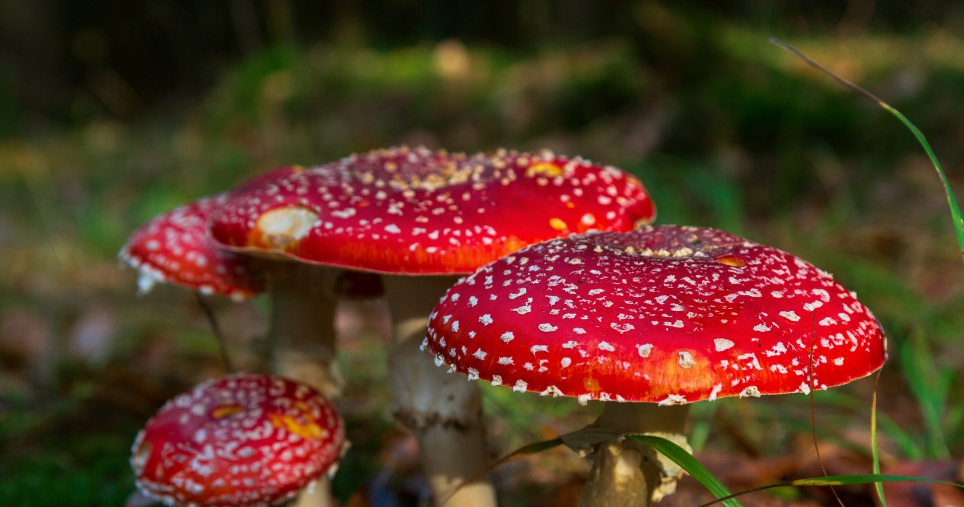 dowiedz się, jakie są objawy, przyczyny i leczenie zatrucia muchomorem czerwonym (amanita muscaria). sprawdź, jak reagować w przypadku podejrzenia zatrucia i jak zapobiegać niebezpiecznym skutkom.