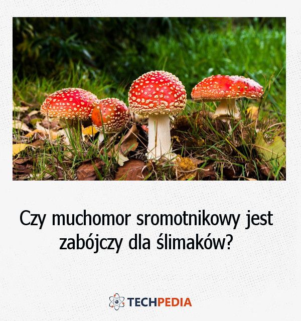 poznaj fascynujące zwierzęta związane z muchomorem – dowiedz się, jakie gatunki korzystają z tego niezwykłego grzyba oraz jaki wpływ ma muchomor na świat zwierząt.